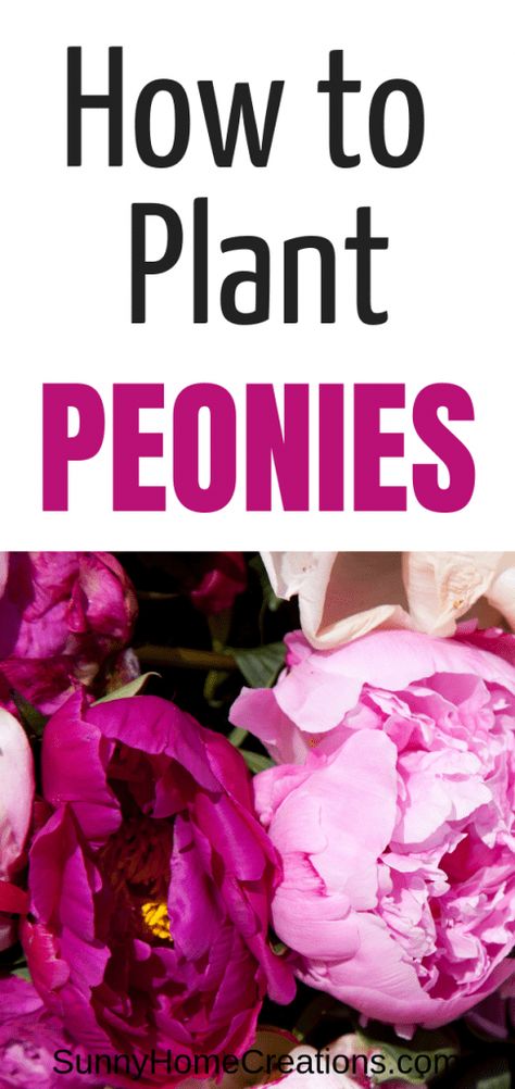 Peonies Planting, Peony Farming, How To Plant Peonies, Peony Border, Plant Peonies, How To Grow Peonies, Best Smelling Flowers, Grow Peonies, Peony Care