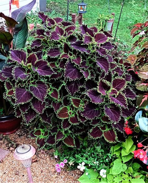 Coleus Landscaping, Goth Garden Ideas, Shower Flowers, Goth Garden, Garden 2023, Gothic Garden, Victorian Garden, Proven Winners, Baby Shower Flowers