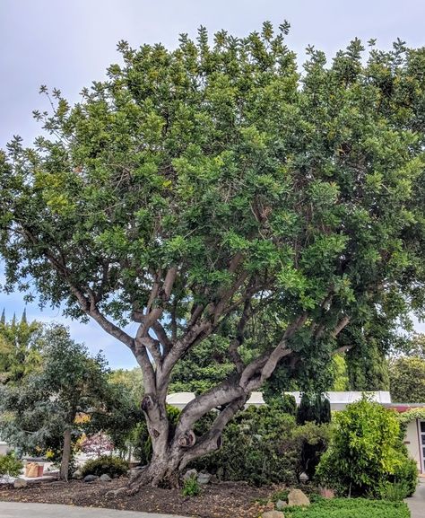 Tree Spotlight: Carob tree - Canopy : Canopy Nitrogen Fixers, Tree Spotlight, Mediterranean Nature, Carob Tree, Coastal Plants, Plant Biology, Plant Physiology, Epic Of Gilgamesh, General Ideas