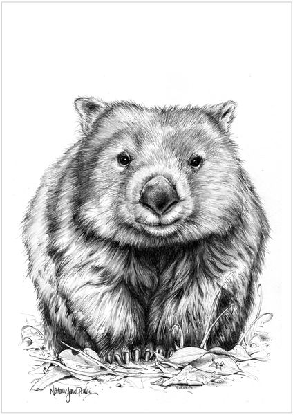 Wombat Pictures, Cute Wombat, Cute Australian Animals, Natalie Jane, Australian Tattoo, Australian Fauna, Australia Animals, Australian Wildlife, Illustration Photo