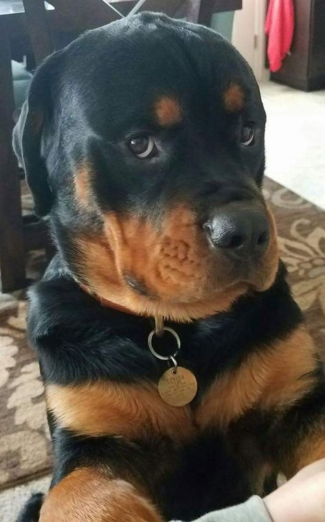 Face Butter, Rottweiler Love, Rottweiler Lovers, Indoor Dog, Rottweiler Puppies, Rottweiler Dog, Hey Girl, Cutie Pie, A Chair