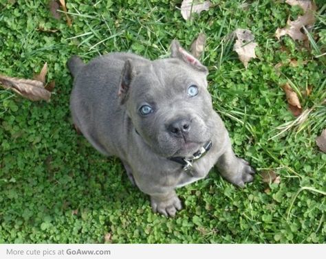 Blue Cane Corso, Cane Corso Puppy, Cane Corso Puppies, Cane Corso Dog, Animal Action, Corso Dog, Blue Eyed, Cane Corso, Pitbull Dog