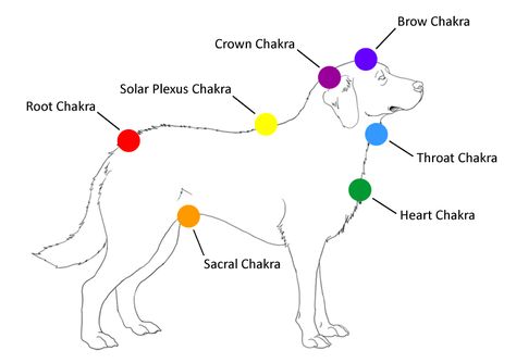 Dog Chakras Animal Reiki, Social Media Icons Free, Crystal Massage, Spiritual Psychology, Reiki Symbols, Solar Plexus Chakra, Chakra Balancing, Sacral Chakra, Science Books