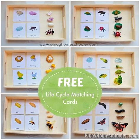 Free Life Cycle Matching Cards from The Pinay Homeschooler Montessori Science, Montessori Printables, Animal Life Cycles, Practical Life Activities, Abstract Architecture, Montessori Practical Life, Montessori Toddler Activities, Montessori Ideas, Montessori Education