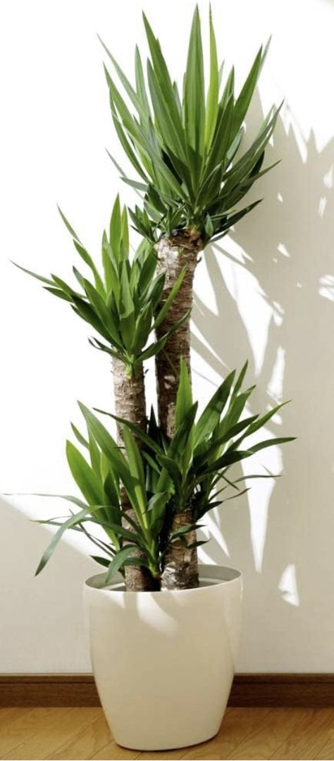 Yucca Plant Indoor, Yucca Plant, Plant Indoor, Houseplants Indoor, House Plant, Indoor Plant, Plant Decor, Indoor Plants, House Plants