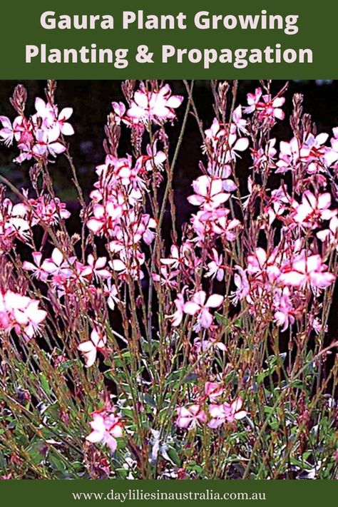 Gaura Plant Propagation, Planting, and Growing Gaura Flower Plants, Guara Plant, Gaura Plant, Long Flowers, Butterfly Plants, Garden Angels, Butterfly Bush, Plant Cuttings, Flower Care