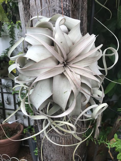 Xerographica Air Plant, Tillandsia Xerographica, Tillandsia Air Plant, Agaves, Grasses, Tropical Plants, Air Plants, Garden Projects, Secret Garden