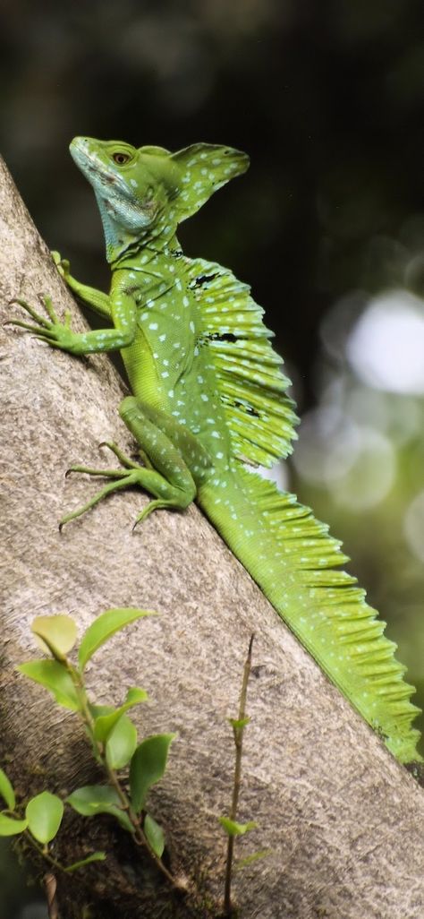 Weird looking green lizard(Basiliscus plumifrons) .#Animals #Lizard #Reptiles Lizard Reference, Reptile Pictures, Lizard Pictures, Green Lizard, Green Iguana, Rabbit Cages, Cute Reptiles, Green Animals, Interesting Animals