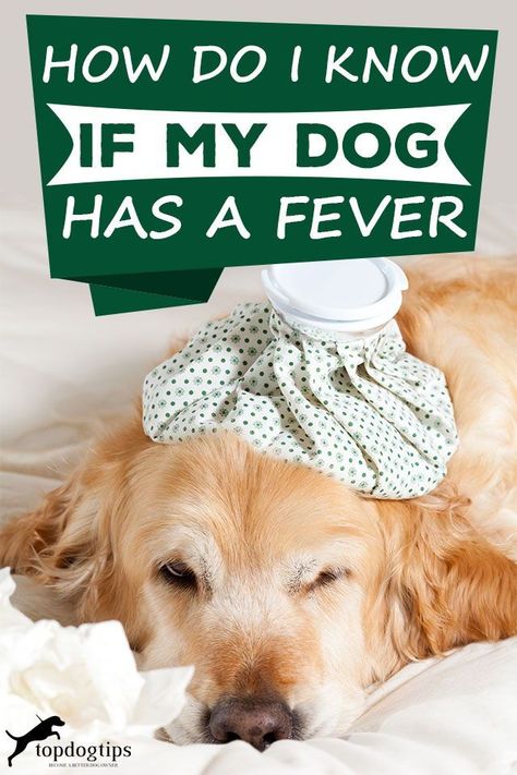 Dog's body temperature is naturally slightly higher so it's hard to go off that they feel warm. Here are some tell tale signs that your dog has a fever! Dog Fever, Dog Temperature, Dog Cold, Top Dog Breeds, Nose Warmer, Medication For Dogs, Dog Fun, Dog Health Tips, Dog Nose