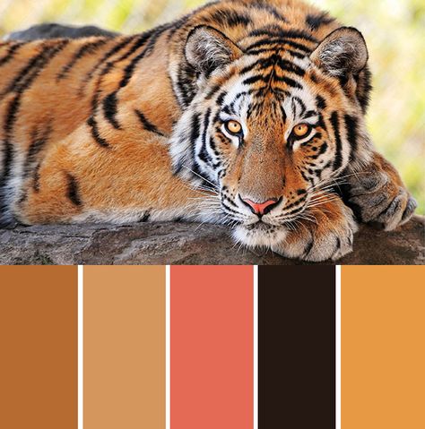 Tiger Color, Tiger Facts, Save The Tiger, Tiger Love, Tiger Wallpaper, Tiger Pictures, Bengal Tiger, A Tiger, Large Cats