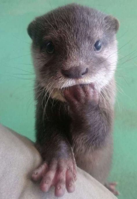 If You’re Feeling Down, These 30 Pics Of Baby Otters Will Make You Smile Otter Pup, Baby Otter, Cute Otter, Regnul Animal, Otters Cute, Nosara, Baby Otters, Italian Greyhound, Cute Animal Pictures