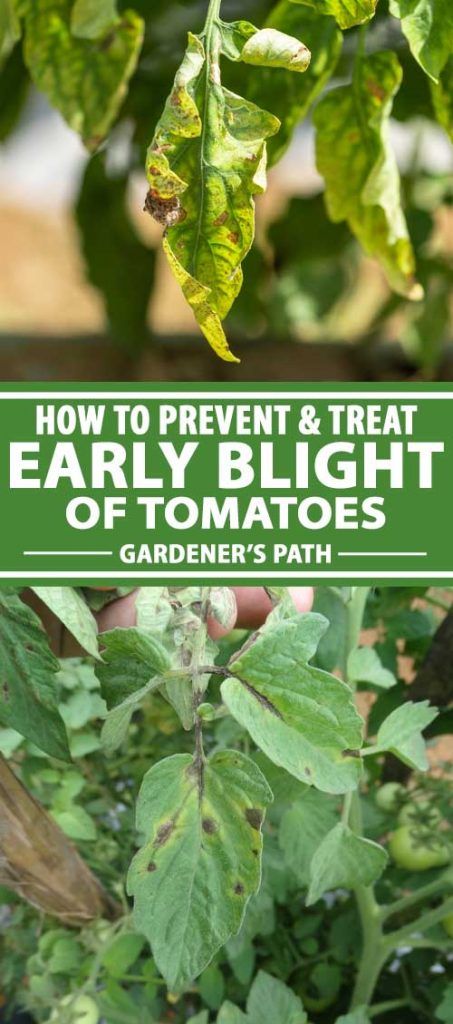 Tomato Plant Diseases, Tomato Diseases, Tomatoes Plants Problems, Tomato Blight, Tanaman Tomat, Garden Notebook, Organic Gardening Pest Control, Snake Plant Care, Tomato Plant