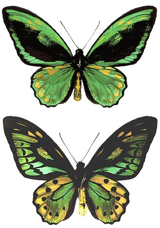 Green And Gold Butterfly, Green And Yellow Butterfly, Art Papillon, Beautiful Butterfly Pictures, Intuitive Artists, Unique Butterfly, Beautiful Butterflies Art, Architecture Concept Drawings, Sunflower Wallpaper