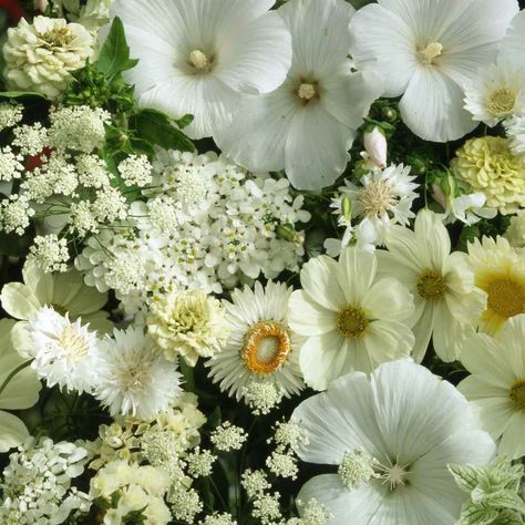 White Flowers Seeds - White Wildflower Seed White Wild Flowers, Maple Tree Seeds, Myrtle Tree, Flower Mix, Shade Flowers, White Garden, Tree Seeds, Annual Flowers, Flowers For You