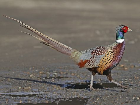 Green Pheasant, Common Pheasant, Merlin Bird, Ring Necked Pheasant, Japanese Bird, Pale Aqua, Game Birds, Watercolor Ideas, Creature Feature