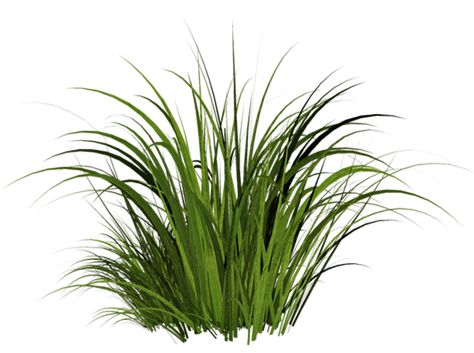 Grass Png, Ayurveda Massage, Photoshop Landscape, Lawn Turf, Green Pictures, Photoshop Textures, Ornamental Grasses, Types Of Plants, Green Grass