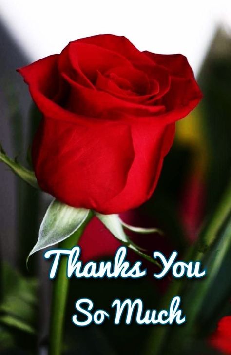 Best 60+ Thank You Images, Photos, Pics, Pictures, Wallpaper 22 Thank You Flowers Quotes, Beautiful Thank You Images, Thank You Wallpaper, Jumuah Mubarak, Hot Cocoa Bar Sign, Behavior Quotes, Thank You Pictures, Roses Only, Thank You Images