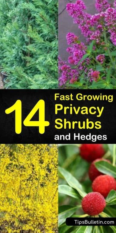 Shrubs For Shaded Areas, Privacy Hedges Fast Growing, Hedges Privacy, Privacy Shrubs, Flowering Hedge, Fast Growing Privacy Shrubs, Fast Growing Flowers, Flower Hedge, Privacy Hedges