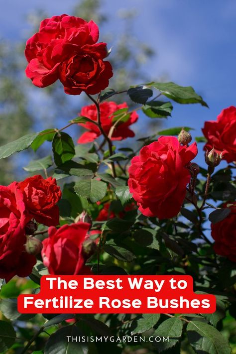 Fertilizing rose bushes at the right time and with the right fertilizer can help you grow healthier, disease-free bushes. And even better, more roses that can be bigger, brighter, and more vibrant! We've got you covered in this article where we show you all the best tips on fertilizing your rose bushes for the biggest blooms yet! Trim Rose Bushes, Types Of Rose Bushes, Planting Rose Bushes, Lawn Flowers, Rose Bush Care, Rose Plant Care, Rose Fertilizer, Knockout Roses, Rose Cuttings