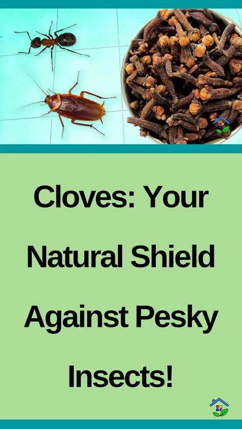 Embrace Clove’s Natural Mastery: Repel Insects with Ease and Breathe a Bug-Free Bliss! Thanks to its insect-repellent properties, cloves have become one of the best solutions to insect-related issues. When used strategically, it can repel a variety of pests like mosquitos, flies, and ants. Its strong aroma acts as a natural deterrent, keeping insects at […] Homemade Bug Repellent For House, Natural Spider Repellent Outdoor, Indoor Bug Repellent, Keep Bugs Out Of House, Bug Repellent Diy, Roach Repellent, Diy Insect Repellent, Fly Repellant Diy, How To Repel Flies