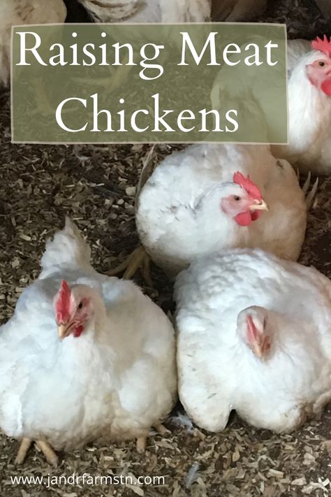 Broiler Chickens Farming, Meat Chicken Coop, Cornish Cross Chickens, Chicken Butchering, Heritage Chicken Breeds, Raising Meat Chickens, Treat Business, Chicken Roost, Laying Chickens