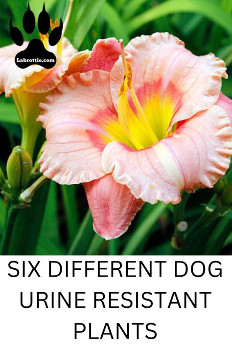 Six dog urnine resistant plants | Labrottie.com Dog Pee Resistant Plants, Dog Urine Resistant Plants, Perennial Bushes, Dog Friendly Plants, Dog Friendly Garden, House Aesthetics, Coral Bells Heuchera, Drought Tolerant Perennials, Dog Urine