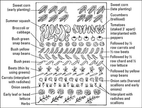 A sample plan of succession plantings. Intensive Gardening Plans, Intensive Gardening, Zombie Garden, Feng Shui Garden Design, Square Foot Gardening Layout, Colorado Garden, Feng Shui Garden, Gardening For Dummies, Snap Beans