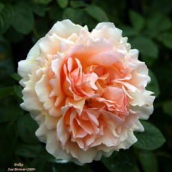 Photo by Calif_Sue Polka Rose, Sweet White Wine, Climbing Rose, Types Of Roses, Farmhouse Garden, Rose Fragrance, Rose Fashion, Old Rose, Climbing Roses