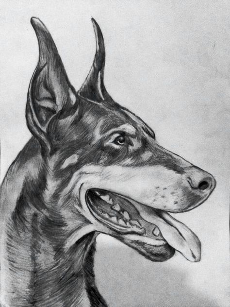 Doberman pencil drawing Doberman Drawing Sketch, Doberman Sketch, Drawing Doberman, Doberman Drawing, Pitbull Drawing, Dog Pencil Drawing, Husky Drawing, Pitbull Art, Pencil Drawings Of Animals