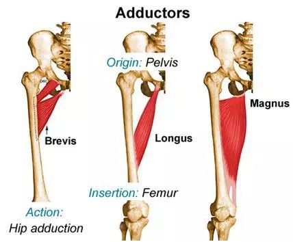 Lower Back Anatomy, Leg Muscles Anatomy, Muscular System Anatomy, Hip Anatomy, Physical Therapy School, Human Muscle Anatomy, Medical Assistant Student, Basic Anatomy And Physiology, Human Body Anatomy