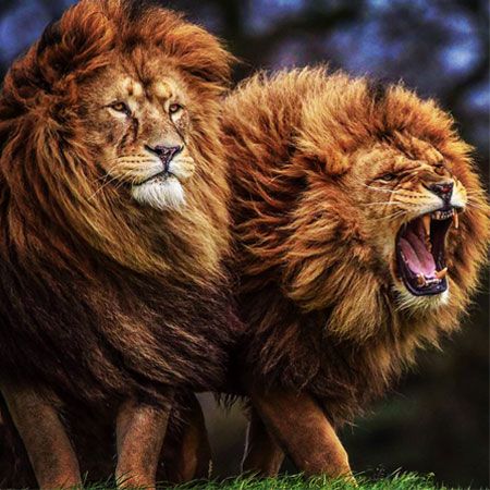 A tale of two moods... |  Photo Credit: Bob Barton | Yorkshire Wildlife Park Lion Pics, Lion Background, Two Lions, Gemini Art, Luxury Boat, Roaring Lion, Lion King Art, Lion Canvas, Cute Lion