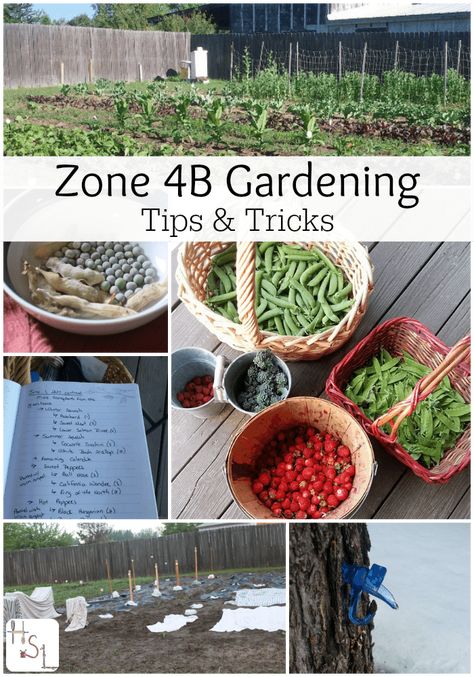 Zone 4B Gardening 4b Gardening, Zone 4 Gardening, Minnesota Garden, Vertical Container Gardening, Gardening Zones, Organic Vegetable Garden, Meteor Garden 2018, Eat Healthier, Healthy Garden