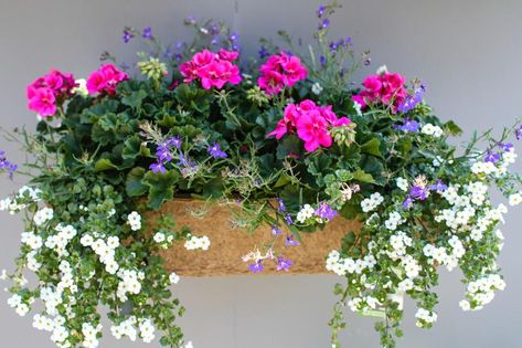 Sun window box which contains pink geraniums, white trailing bacopa and blue lobelia Begonias Window Boxes, Geranium Planter Ideas, Pink Geraniums In Pots, Red Geranium Window Boxes, Pink Geranium Planter Ideas, Hanging Geraniums Baskets, Geranium Planters, Wildflowers In Window Boxes, Pink Flower Window Boxes