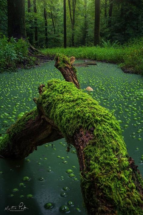 Environment Painting, Wild Forest, Forest Photography, Photography Workshops, Green Nature, Nature Aesthetic, Green Aesthetic, Mother Nature, The Netherlands