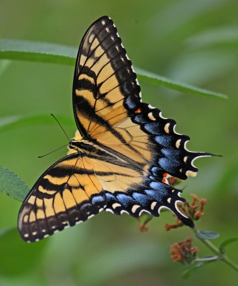 IMG_5520aps | Tiger Swallowtail (Papilio glaucus) (female) | Jim Allen | Flickr Tiger Swallowtail Butterfly, Interesting Insects, Fly Drawing, Most Beautiful Butterfly, Tiger Swallowtail, Beautiful Butterfly Photography, Moth Caterpillar, Swallowtail Butterfly, Butterfly Photos