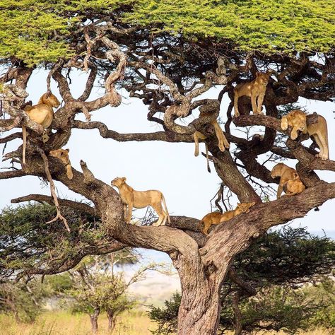 This incredible pride are having a party in a tree to day and it’s an open invitation 😉 🇹🇿 📷 @ogdenigma . . #exploringafrica… Lion Family, Animals Photos, Big Animals, Most Beautiful Animals, Unique Trees, Majestic Animals, Animal Photos, Cat Photography, Wild Nature