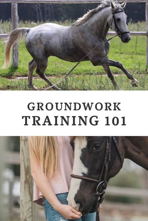 Doing groundwork training with your horse is essential if you want to continue to improve your horseback riding skills. Here are my 5 favorite groundwork exercises that are perfect for both beginner horseback riders as well as professional horseback riders. Staying solid on your basic groundwork techniques is essential throughout your horseback riding career! #horsetraining #groundwork #horsebackriding Horse Training Ground Work, Horse Training Exercises, Horseback Riding Tips, Horse Behavior, Jump Training, Horse Exercises, Horse Care Tips, Miniature Horses, Horse Riding Tips