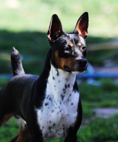 Standard Rat Terrier Seegmiller's Early Bird Rat Dog, Rat Terrier Dogs, Sled Dog, Rat Terrier, Terrier Breeds, Rat Terriers, Purebred Dogs, English Bull Terriers, Water Dog