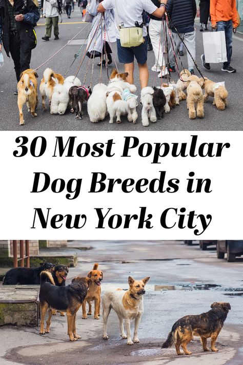 The 30 Most Popular Dog Breeds in New York City (One Will Surprise You) City Dog, Popular Dog Breeds, Most Popular Dog Breeds, Best Dog Breeds, Lap Dogs, Medium Sized Dogs, Popular Dog, Central Park, Designer Bags