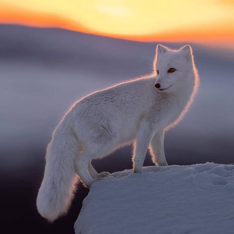 Polar Fox Aesthetic, Arctic Fox Animal, Artic Fox Aesthetic, Arctic Fox Aesthetic, White Fox Art, Volpe Artica, Aesthetic Wildlife, White Foxes, Arctic Foxes