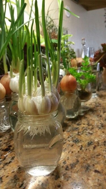 Propagating Vegetables In Water, Garlic Water, Indoor Vegetables, Plants In Bottles, Vegetable Garden Diy, Growing Plants Indoors, Indoor Gardens, Plant Decor Indoor, Home Vegetable Garden