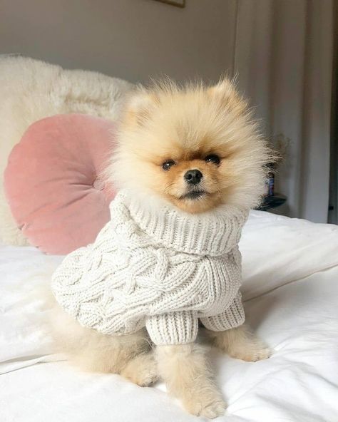 Copenhagen Style Fall, Vintage Paris Aesthetic, Fall Aesthetic Vintage, Cute Dog Costumes, Parisian Vintage, Cute Fluffy Dogs, Pom Dog, French Aesthetic