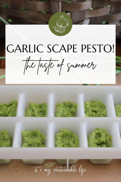 Garlic scape pesto recipe is the perfect pesto recipe for taking advantage of the short garlic scape harvest season.  Garlic scape pesto is vegetarian, easily made vegan, and is easy to make using simple ingredients that make a flavorful substitution for garlic cloves in any dish! via @itsmysustainablelife Scape Pesto Recipe, Pesto Uses, Scape Pesto, Garlic Scape Pesto, Homestead Recipes, Infused Butter, Vegetable Harvest, Recipe Pork, Garlic Scapes