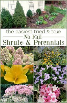 Easy Care Garden Ideas, Easy To Maintain Flower Beds, Mounding Perennial, Simple Landscaping, Small Garden Shrubs, Garden Shrubs Evergreen, Low Maintenance Landscaping Front Yard, Shrubs For Landscaping, Low Maintenance Landscaping