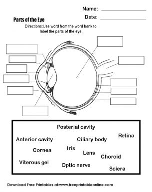 One of the most important of five senses is eyes.With this worksheets your students will learn the parts and function of our eyes and the importance of our eyes.The students will truly enjoy learning with this printable worksheet. Parts Of The Eyes Worksheet, Diagram Of The Eye, Giphy Instagram, Optometry Education, Eye Function, Human Body Organs, Human Body Unit, Eye Parts, Parts Of The Eye