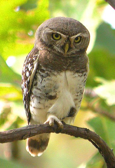 Forest Owlet | the forest owlet similar looking to spotted owlet has been lost in the ... Forest Owl, Kerby Rosanes, Online Photo Gallery, Madhya Pradesh, Bird Pictures, Lizards, Small Birds, Rodents, Wild Birds