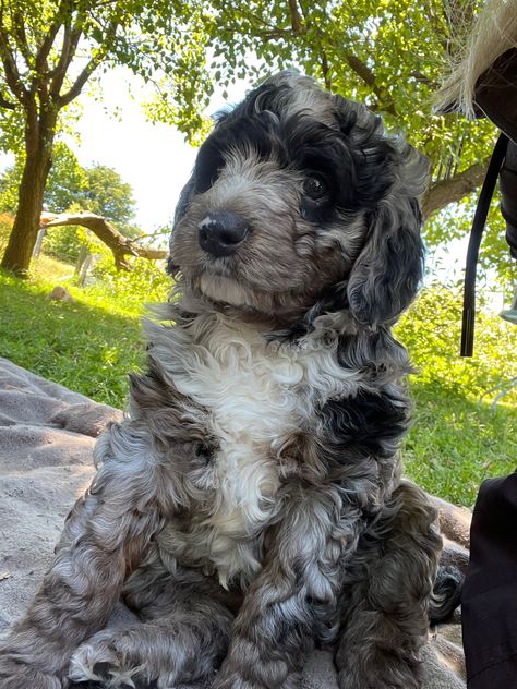 Border collie x toy poodle Border Collie Poodle, Cavoodle Dog, Merle Border Collie, Toy Poodle, Border Collie, Cute Animals, Puppies, Dogs, Animals