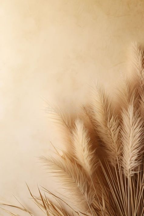 Elegant beige pampas grass plumes on a smooth beige background with ample copy space, evoking a serene and natural royalty free stock photography Pampas Background, Pampas Grass Background, Natural Photo, Grass Background, Warm Beige, Soft Beige, Gold Background, Stock Photography Free, Beige Background