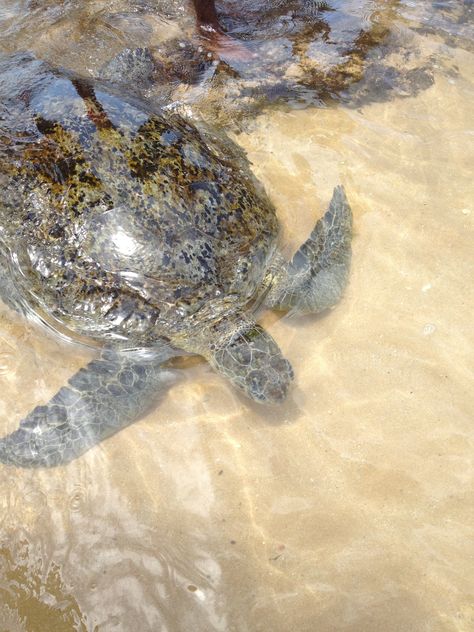 Turtles, Hikkaduwa, Sri Lanka Hikkaduwa Sri Lanka, Turtles, Sri Lanka, Animals, Travel