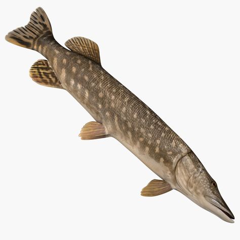 Pike Fish 3D Model #AD ,#Pike#Fish#Model Fish Decoys, Pike Fish, Fish Model, Fishing Bobber, Flyer Design Layout, Pike Fishing, Carving Patterns, Fish Sculpture, Wood Carving Patterns